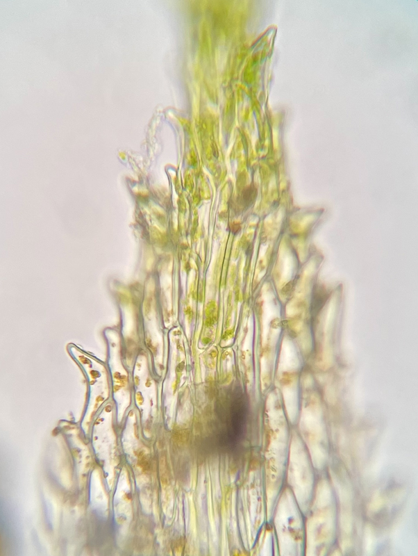 Ephemerum crassinervium